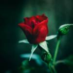 Janet T Winterz Profile Picture