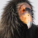 big bird