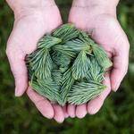 Harmon Prosacco Profile Picture