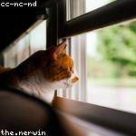 Amir Langworth Profile Picture