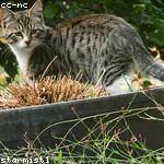 Anabelle Kerluke Profile Picture