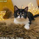 Matteo Wiza Profile Picture