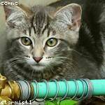 Johann Auer Profile Picture