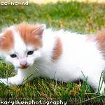 Kenneth Hane Profile Picture