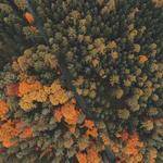 Ally Koepp Profile Picture