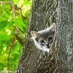 Shania Dickens Profile Picture