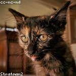 Juston Schultz Profile Picture