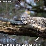 Laurine Ankunding Profile Picture