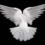 ArcAngel22 Profile Picture