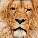 NamaBaRonis Profile Picture