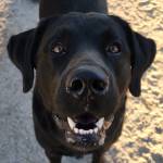 Panos Gianneotis Profile Picture