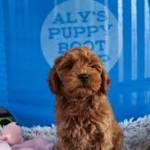 AlysPuppyBootCamp Profile Picture